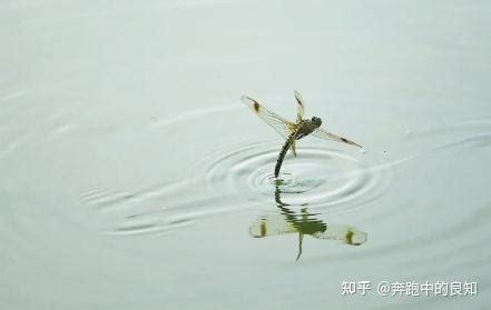 蜻蜓點水原因|蜻蜓点水的解釋